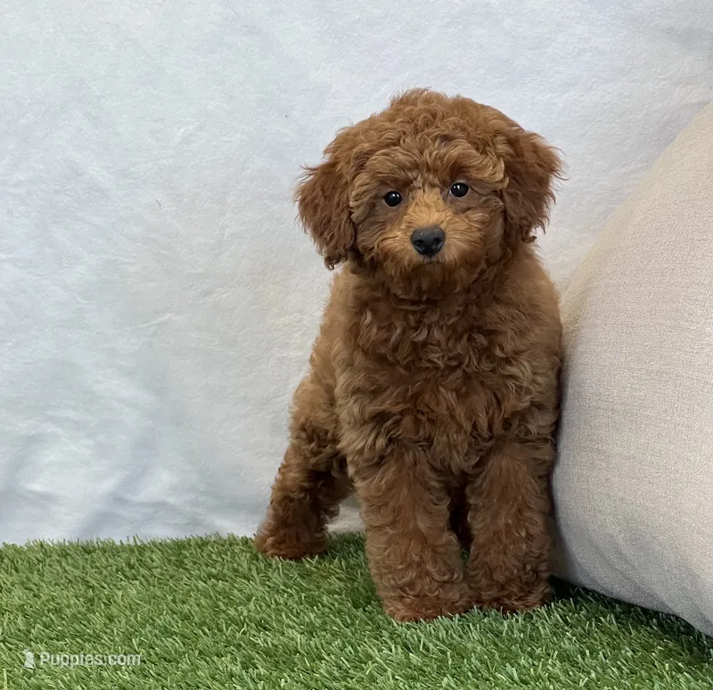 Hattie  – Poodle - Miniature  puppy for sale in Dalton, OH