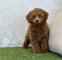 Hattie , a female Poodle - Miniature  for sale in Dalton, OH – 1 of 8