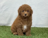 Leo, a male Bichpoo for sale in Dalton, OH – 8 of 10