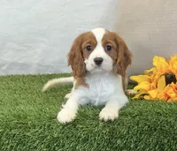 Janna , a female Cavalier King Charles Spaniel for sale in Dalton, OH – 8 of 10