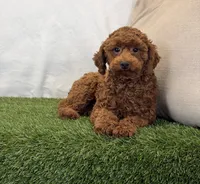 Hattie, a female Poodle - Miniature  for sale in Dalton, OH – 8 of 10