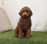 Hattie, a female Poodle - Miniature  for sale in Dalton, OH – 5 of 10