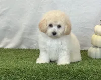Kylie, a female Bichpoo for sale in Dalton, OH – 7 of 10