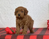 Coby, a male Cavapoo for sale in Dalton, OH – Photo 3 of 10