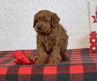 Coby, a male Cavapoo for sale in Dalton, OH – Photo 4 of 10