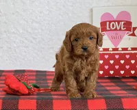 Coby, a male Cavapoo for sale in Dalton, OH – Photo 6 of 10