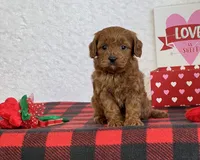 Coby, a male Cavapoo for sale in Dalton, OH – Photo 7 of 10