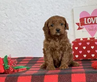 Coby, a male Cavapoo for sale in Dalton, OH – Photo 9 of 10