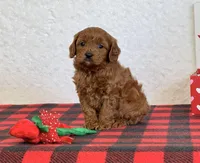 Coby, a male Cavapoo for sale in Dalton, OH – Photo 8 of 10