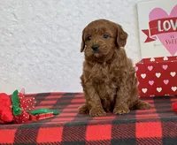 Coby, a male Cavapoo for sale in Dalton, OH – Photo 10 of 10
