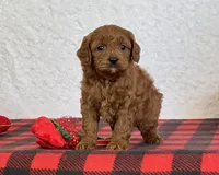 Coby, a male Cavapoo for sale in Dalton, OH – Photo 1 of 10