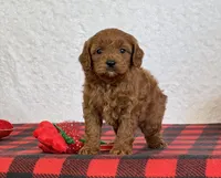 Coby, a male Cavapoo for sale in Dalton, OH – Photo 5 of 10