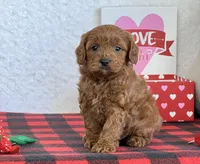 Coby, a male Cavapoo for sale in Dalton, OH – Photo 2 of 10