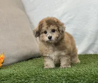 Kona, a female Bichpoo for sale in Dalton, OH – 2 of 10