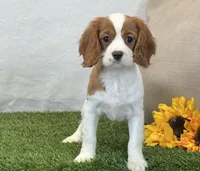 Janna , a female Cavalier King Charles Spaniel for sale in Dalton, OH – 2 of 10