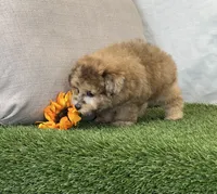 Kona, a female Bichpoo for sale in Dalton, OH – 6 of 10