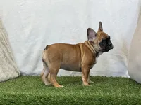 Delilah, a female French Bulldog for sale in Dalton, OH – 4 of 9