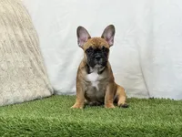Delilah, a female French Bulldog for sale in Dalton, OH – 2 of 9