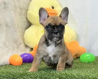Delilah, a female French Bulldog for sale in Dalton, OH – Photo 2 of 10