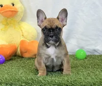 Delilah, a female French Bulldog for sale in Dalton, OH – Photo 10 of 10