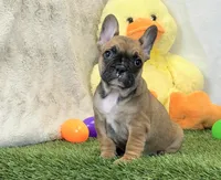 Delilah, a female French Bulldog for sale in Dalton, OH – Photo 7 of 10