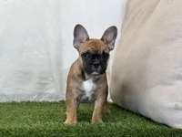Delilah, a female French Bulldog for sale in Dalton, OH – 7 of 9