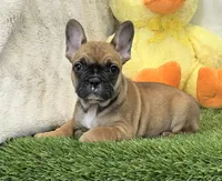 Delilah, a female French Bulldog for sale in Dalton, OH – Photo 5 of 10
