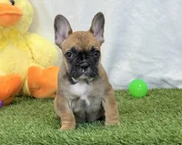 Delilah, a female French Bulldog for sale in Dalton, OH – Photo 8 of 10