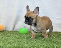 Delilah, a female French Bulldog for sale in Dalton, OH – Photo 6 of 10