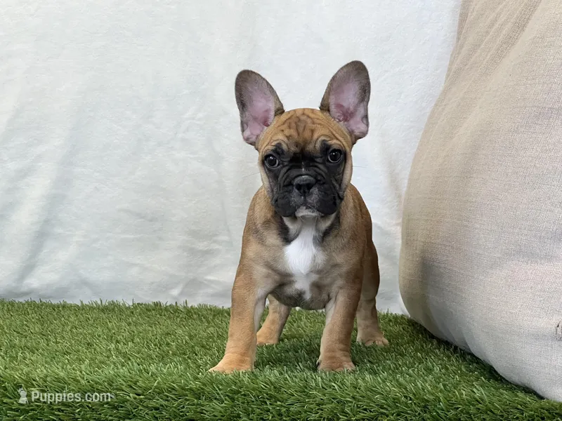 Delilah – French Bulldog puppy for sale in Dalton, OH