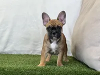 Delilah, a female French Bulldog for sale in Dalton, OH – 1 of 9