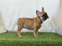 Delilah, a female French Bulldog for sale in Dalton, OH – 5 of 9