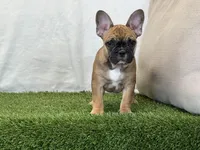 Delilah, a female French Bulldog for sale in Dalton, OH – 9 of 9