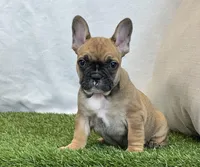 Delilah, a female French Bulldog for sale in Dalton, OH – Photo 9 of 10