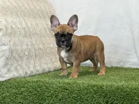 Delilah, a female French Bulldog for sale in Dalton, OH – 3 of 9
