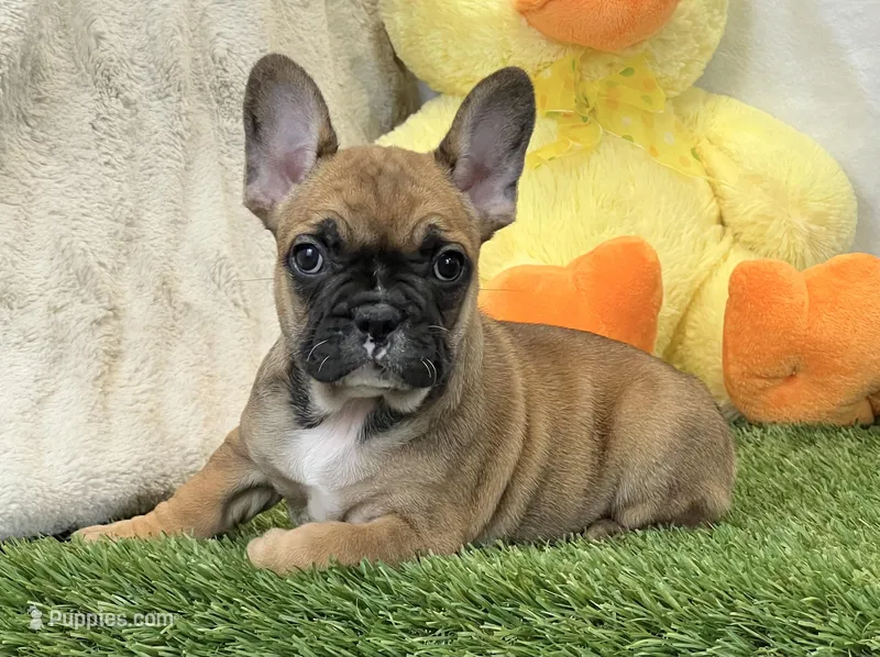 Delilah – French Bulldog puppy for sale in Dalton, OH