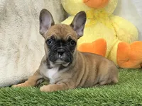 Delilah, a female French Bulldog for sale in Dalton, OH – Photo 1 of 10