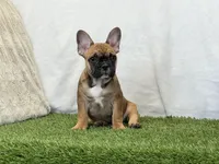 Delilah, a female French Bulldog for sale in Dalton, OH – 6 of 9