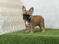 Delilah, a female French Bulldog for sale in Dalton, OH – 8 of 9