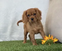 Josie , a female Cavalier King Charles Spaniel for sale in Dalton, OH – 8 of 10