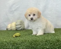 Kira , a female Bichpoo for sale in Dalton, OH – 7 of 10