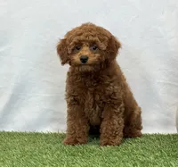 Hattie , a female Poodle - Miniature  for sale in Dalton, OH – 2 of 8