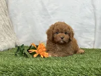 Farley, a male Cavapoo for sale in Dalton, OH – Photo 9 of 10