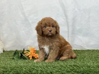 Farley, a male Cavapoo for sale in Dalton, OH – Photo 8 of 10