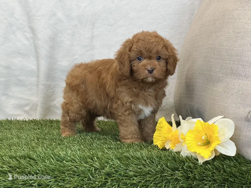 Farley – Cavapoo puppy for sale in Dalton, OH