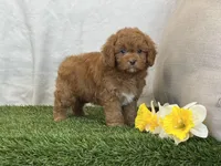 Farley, a male Cavapoo for sale in Dalton, OH – Photo 1 of 10