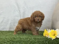 Farley, a male Cavapoo for sale in Dalton, OH – Photo 6 of 10