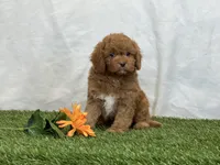 Farley, a male Cavapoo for sale in Dalton, OH – Photo 4 of 10