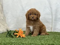 Farley, a male Cavapoo for sale in Dalton, OH – Photo 2 of 10
