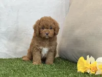 Farley, a male Cavapoo for sale in Dalton, OH – Photo 3 of 10